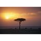 Acacia Trees At Sunset Mara River Maasai Mara Kenya Africa Poster Print